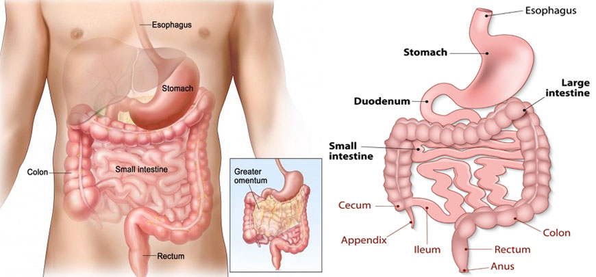 Gastrointestinal Surgery