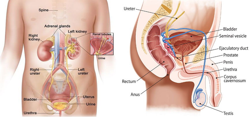 Urosurgery