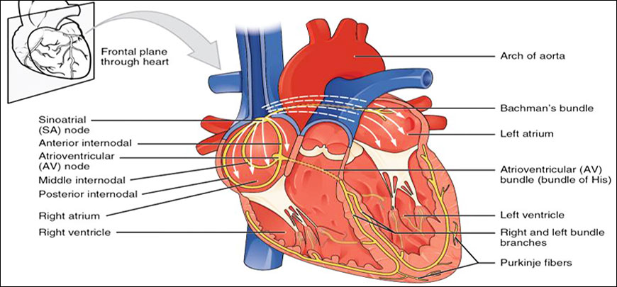 Cardiology