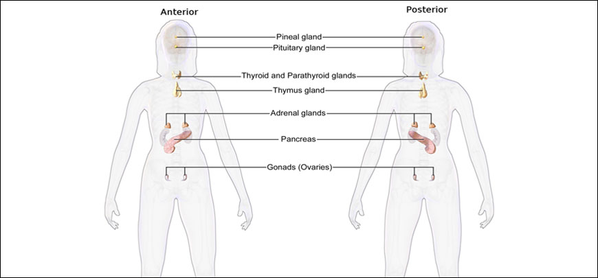 Endocrinology